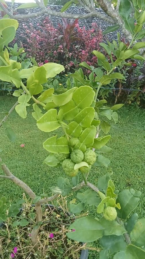 Villa Rosa East Bali 卡朗阿森 外观 照片