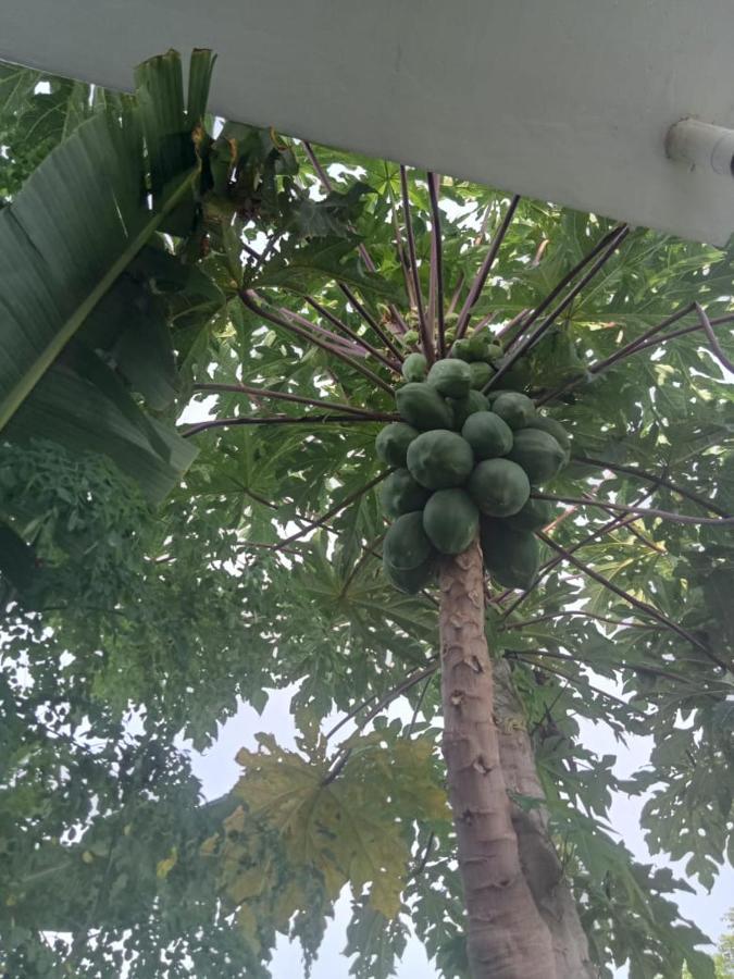 Villa Rosa East Bali 卡朗阿森 外观 照片